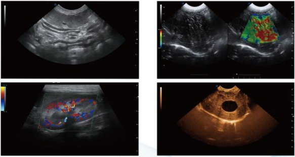 WMV-T6-VET VETERINARY COLOR DOPPLER ULTRASOUND SYSTEM