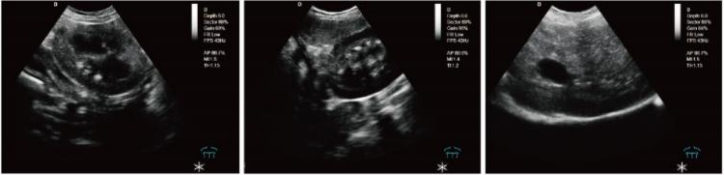 WMV-L3-VET VETERINARY COLOR DOPPLER ULTRASOUND SYSTEM