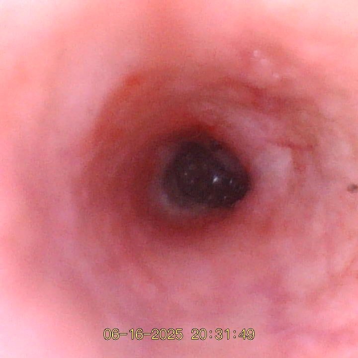 Veterinary Digital Otoscope