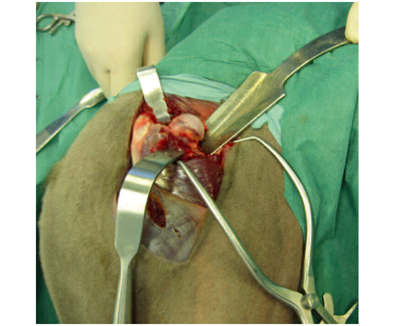 Professional Veterinary Retractors for animal Professional Veterinary Retractors for animal