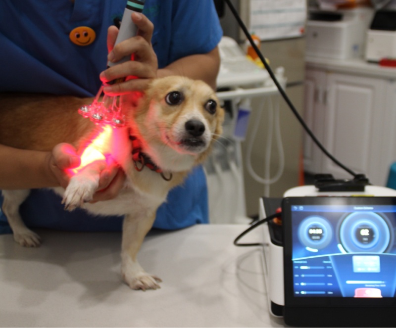 Veterinary Diode Laser System for animal hospital
