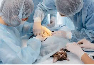 Beyond the Scalpel: Building a Modern Veterinary Suite for Superior Patient Care