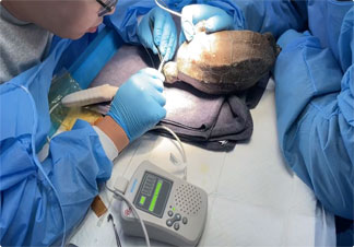 Why Vascular Doppler is the Gold Standard for Feline Blood Pressure Measurement